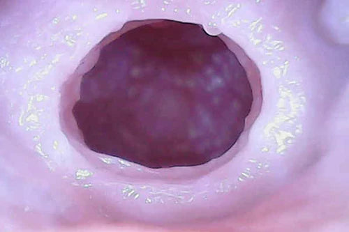 大魔王Dolphin!名器Regular版本名器 Tomax 大魔王